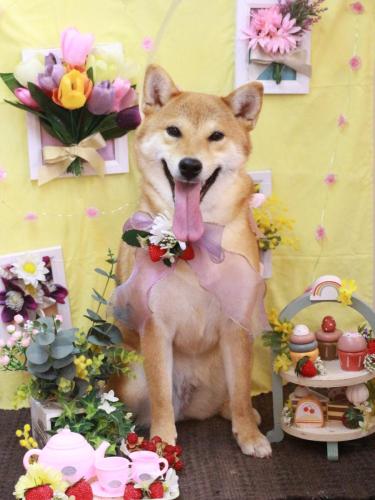 20230322ももちゃん